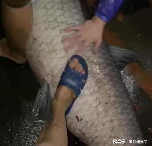 青鱼视频,探索未知，畅游网络新世界